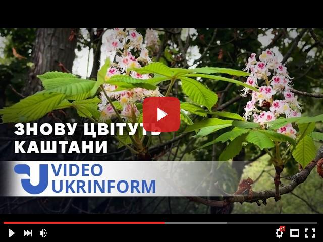 video_preview_f872d9901092ad3e242f4d8cfda6a228.jpg